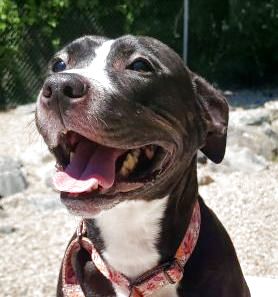 Photo of  Buddy A AmStaff Terrier