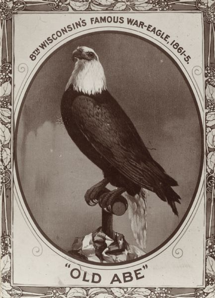 Photo of Eagle Portrait -6