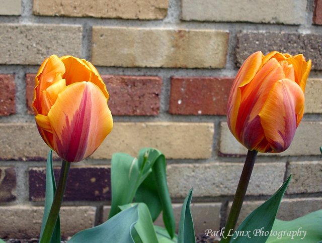 photo of Bi-Colored Tulips