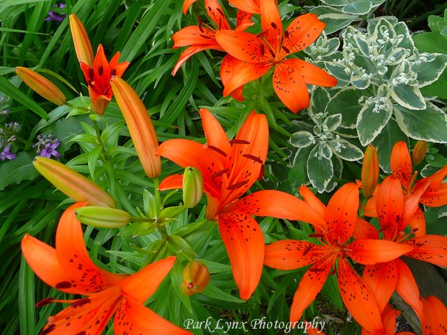 photo of Orange Daylilies