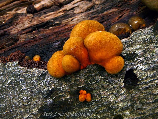 Colored Fungi photo