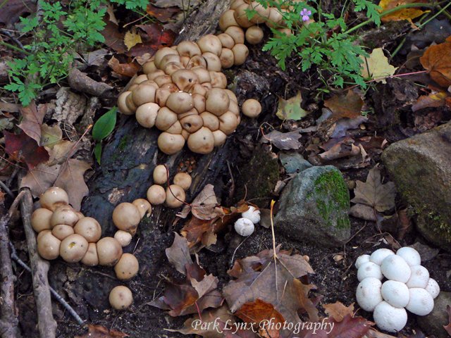 Fungi Balls photo