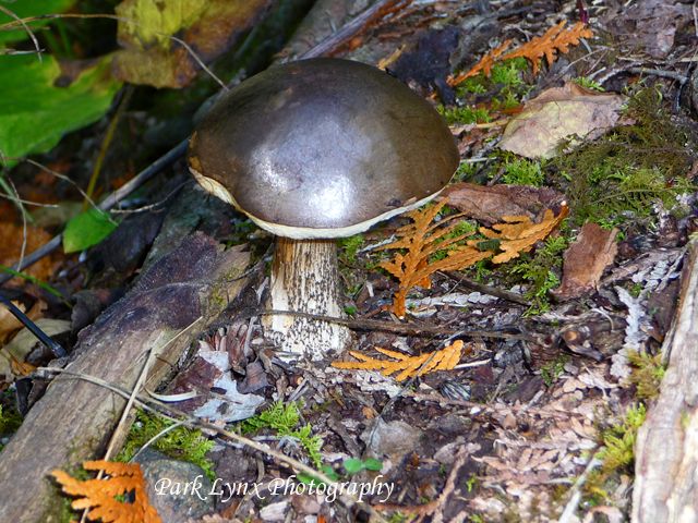 Metallic Mushroom photo