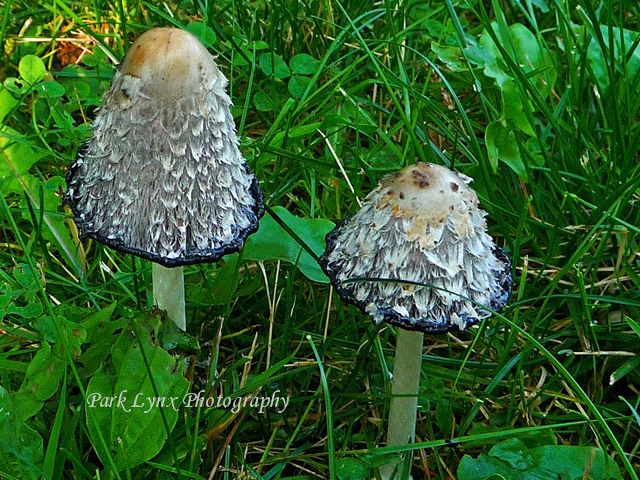 Blue Mushrooms photo