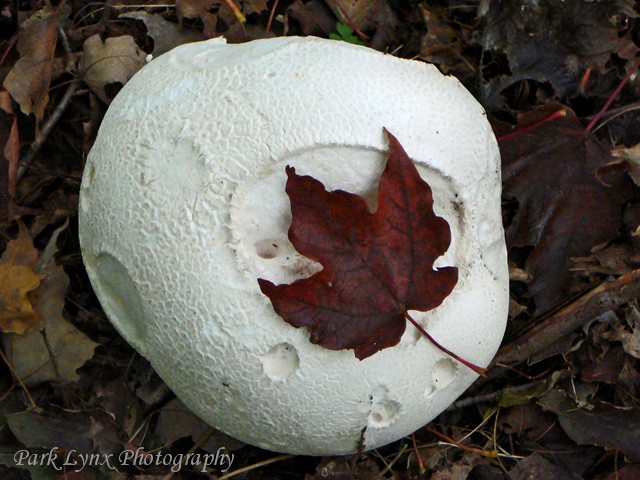 Giant Puffball Mushroom photo