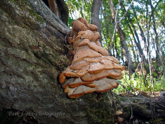 Tree Fungi photo