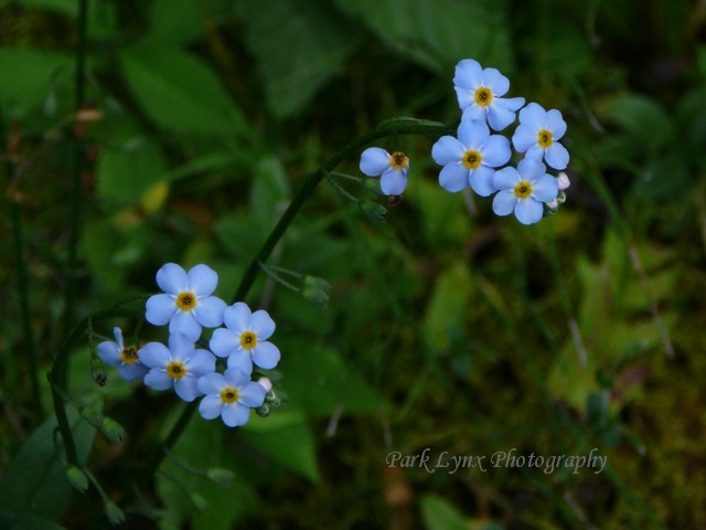 Forget-Me-Not photo