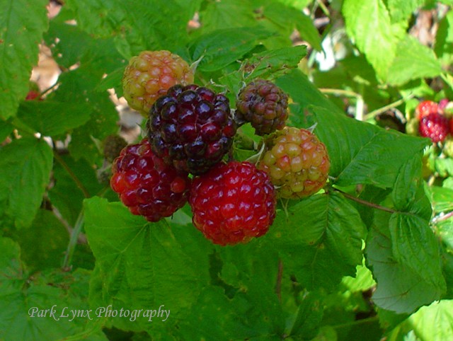 Wild Raspberries photo